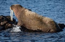 FILE: The walrus named 'Sten' by the public is seen outside the village of Arild in the Skalderviken bay area in the south west of Sweden on June 11, 2022.