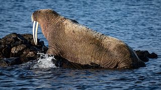 FILE: The walrus named 'Sten' by the public is seen outside the village of Arild in the Skalderviken bay area in the south west of Sweden on June 11, 2022. 