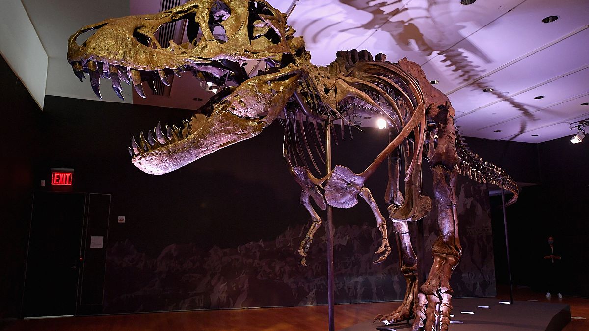 هيكل عظمي لتيرانوصور ريكس يدعى ستان خلال معاينة صحفية في مركز كريستيز روكفلر في 2020 في مدينة نيويورك