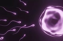Selon les chercheurs, le nombre de spermatozoïdes dans le monde a chuté de 50 % au cours des cinq dernières décennies - et cette baisse s'accélère.