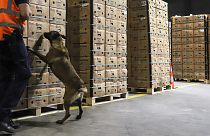 A drug sniffing dog examines a container during a customs control at Antwerp port, 20 May 2022