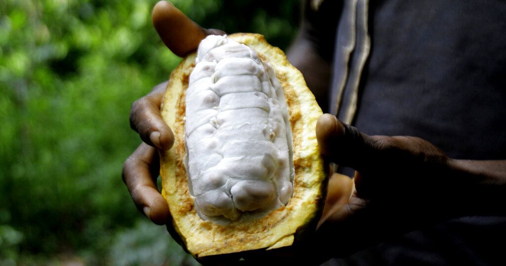 Ivory Coast and Ghana note progress in making buyers pay cocoa premiums