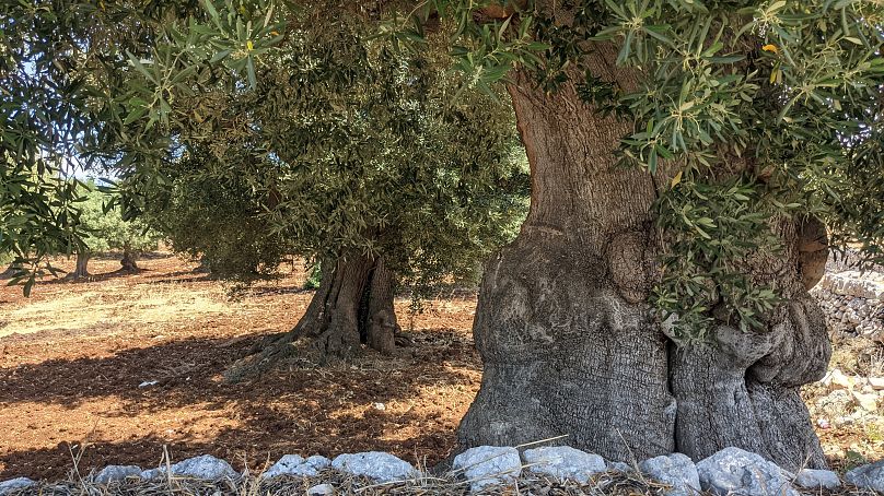 The surrounding countryside is filled with olive groves and the high quality oil produced from these trees has earnt the town its nickname of “city of green gold.”