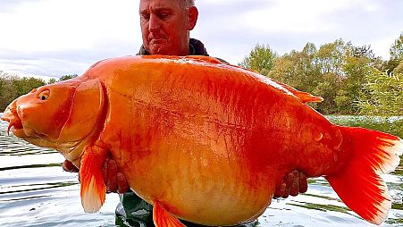 UK fisherman Andy Hackett catches record-breaking 67.4 pound fish in French fishery