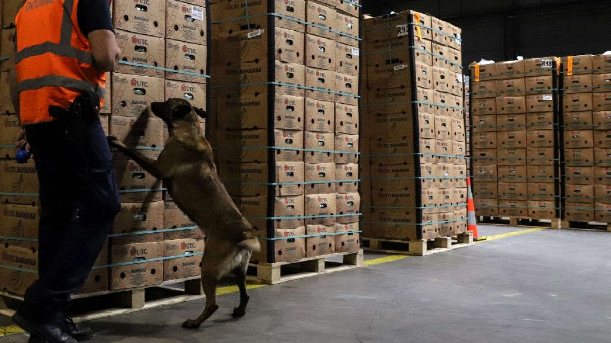 Ein Drogenspürhund erschnüffelt Obstkisten während einer Zollkontrolle auf Drogen in der Halle eines Obstunternehmens im Antwerpener Hafen, Antwerpen, am 20. Mai 2022.