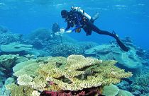 A diver carries out a fish survey on a coral reef.