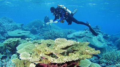 A diver carries out a fish survey on a coral reef. 