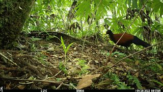 A team of scientists and conservationists has rediscovered the elusive Black-naped Pheasant-Pigeon, a large, ground-dwelling pigeon that only lives on Fergusson Island.
