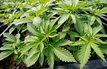 Marijuana plants for the adult recreational market in New York.