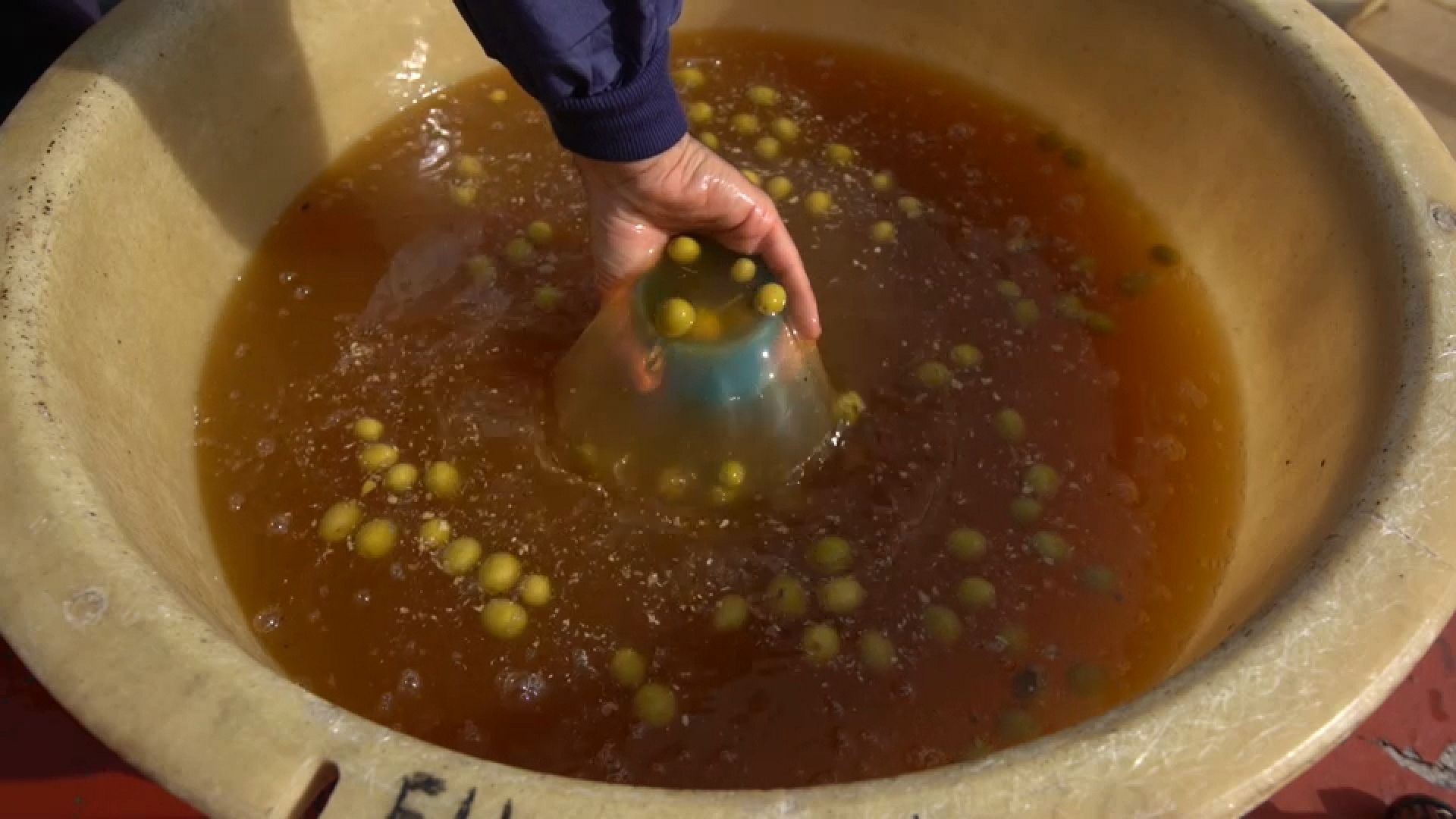 À la découverte des olives et de leur huile, "or liquide" de l'Espagne
