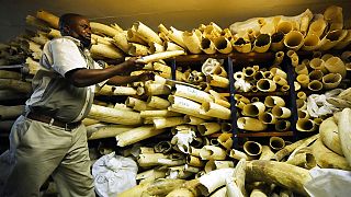 Echec à la reprise du commerce de l'ivoire