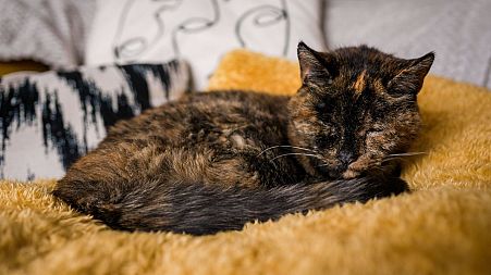 Flossie’s age works out as roughly 120 in cat years.