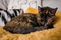 Dünyanın yaşayan en yaşlı kedisi Flossie, Guinness Rekorlar Kitabı'na girdi