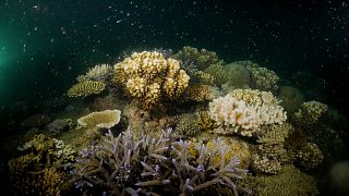 The corals spawned for the first time since they were planted four years ago. 