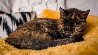 Flossie wurde 1995 geboren und hat damit einen Weltrekord gebrochen als die älteste lebende Katze der Welt.