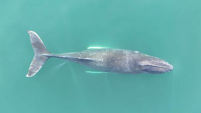Researchers are investigating how net entanglement is affecting humpback whale populations. 