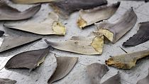 Confiscated shark fins 