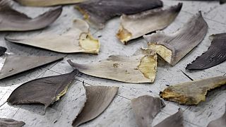 Confiscated shark fins 