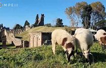 Die Schafe von Pompeji