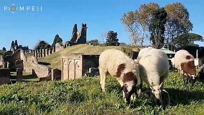 Juhok legelnek a Pompei Régészeti Parkban. 