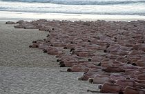 Hundreds of nude people pose for artist and photographer Spencer Tunick on Bondi Beach in Sydney, Saturday, Nov. 26, 2022.