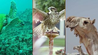 The best of Qatar in 2022: A celebration of nature, music and sport 