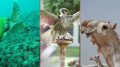 The best of Qatar in 2022: A celebration of nature, music and sport