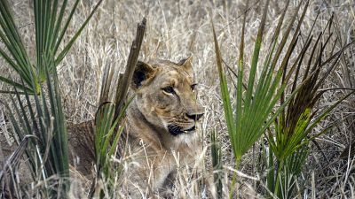 Fauna bate recorde na Gorongosa, Moçambique