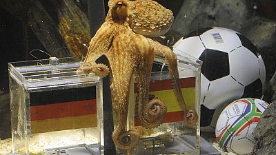 Am 6. Juli 2010 stockte Fans der Atem: Krake Paul sagte den Sieg der Spanier über die Mannschaft voraus - und sollte Recht behalten.