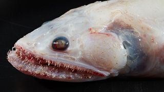   ‘High fin lizard fish’ are “voracious deep sea predators” with mouths filled with razor sharp teeth.  
