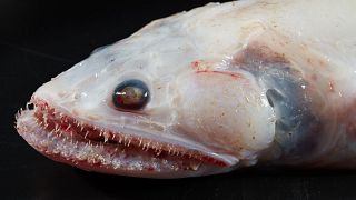   ‘High fin lizard fish’ are “voracious deep sea predators” with mouths filled with razor sharp teeth.