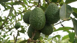 Ugandan cane farmers switching to Hass avocado