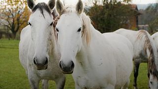 Lipizzan horses on the Vucijak stud farm 