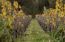 Vineyards in France's Beaujolais region
