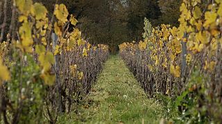 Vineyards in France's Beaujolais region