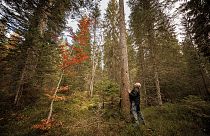 Der Schweizer Förster Francois Villard im Risoud Wald am Fuß einer Fichte