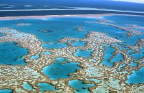 A joint report from the UNESCO World Heritage Centre and International Union for Conservation of Nature  has warned that the Great Barrier Reef is 'in danger.'