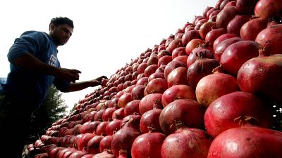 Pomegranate festival continues in Tehran.