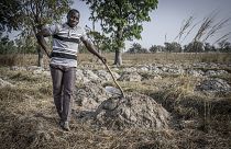 Agricultor no seu terreno, Togo