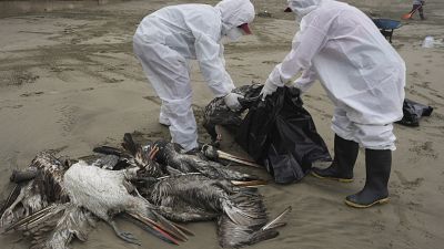 Tote Pelikane werden am Strand von Lima in Peru eingesammelt