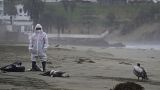 Un trabajador municipal retira los pelícanos muertos en la playa de Santa María (Perú).