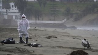 Un trabajador municipal retira los pelícanos muertos en la playa de Santa María (Perú).