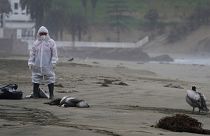 A municipal worker stands amid dead pelicans as a crew works to clear them from Santa Maria beach in Lima, Peru.