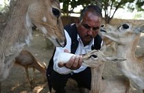 In this photograph taken on November 15, 2022, Ghevar Ram, a member of the Bishnoi community, bottle feeds milk to a fawn at an animal rescue centre in Khejarli village.