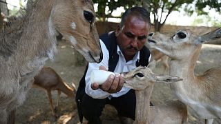 In this photograph taken on November 15, 2022, Ghevar Ram, a member of the Bishnoi community, bottle feeds milk to a fawn at an animal rescue centre in Khejarli village.