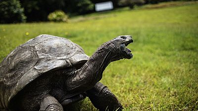 Джонатан, сейшельская гигантская черепаха
