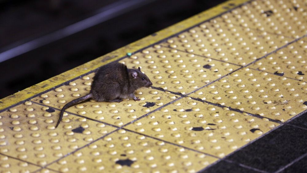 New York belediyesi yıllık 170 bin dolar maaşla fare avcısı