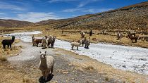 قطيع من الماشية في جبال الأنديس 