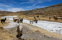 قطيع من الماشية في جبال الأنديس