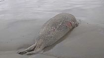 мертвый тюлень на берегу Каспийского моря